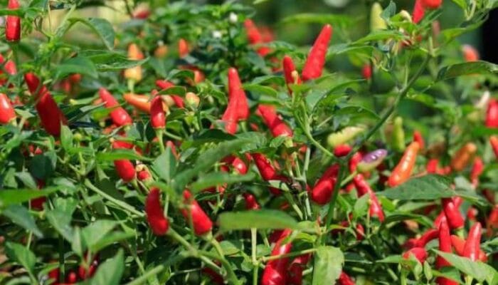 Masyarakat Mengeluah, Sudah Dua Minggu Harga Cabai Naik di Pasar Mentok