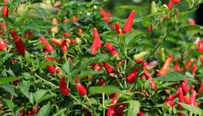 Masyarakat Mengeluah, Sudah Dua Minggu Harga Cabai Naik di Pasar Mentok