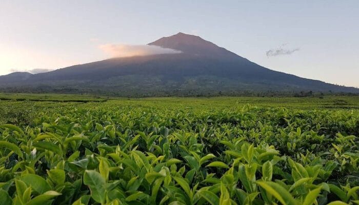 4 Wisata yang Wajib di Kunjungi Ketika di Provinsi Jambi