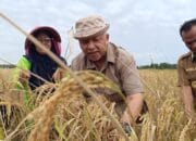 Desa Bukit Terak Panen 54 Ton Padi, Bupati Sukirman : Nanti Kita Persiapkan 100 Hektare Lahan