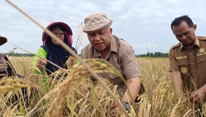 Desa Bukit Terak Panen 54 Ton Padi, Bupati Sukirman : Nanti Kita Persiapkan 100 Hektare Lahan