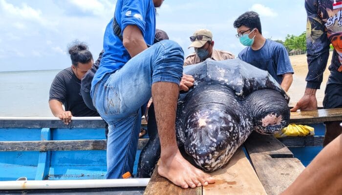 Meski Sirip Terputus, Akhirnya Penyu Belimbing Dilepasliarkan ke Pantai Batu Rakit Mentok