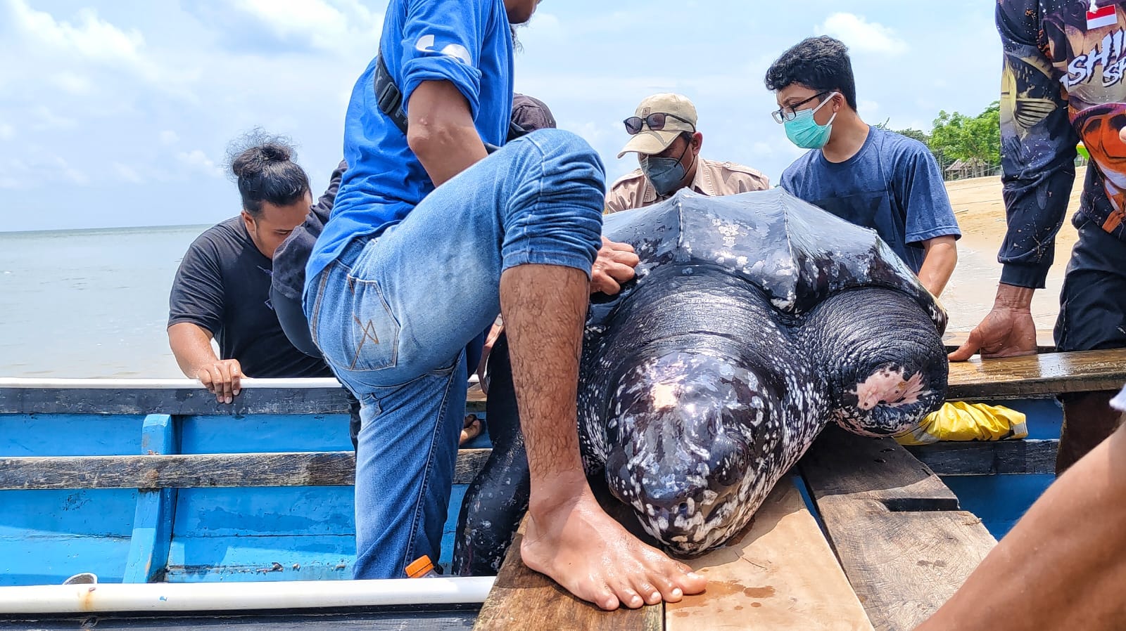 Nelayan bersama petugas dari Kementerian Kelautan dan Perikanan (KKP) bersama Alobi Bangka Belitung (Babel) dan Dinas Kelautan dan Perikanan (DKP) Babar sedang berusaha meletakan penyu belimbing ke atas perahu nelayan sebelum dilepasliarkan di Pantai Batu Rakit. (Foto/Fierly).