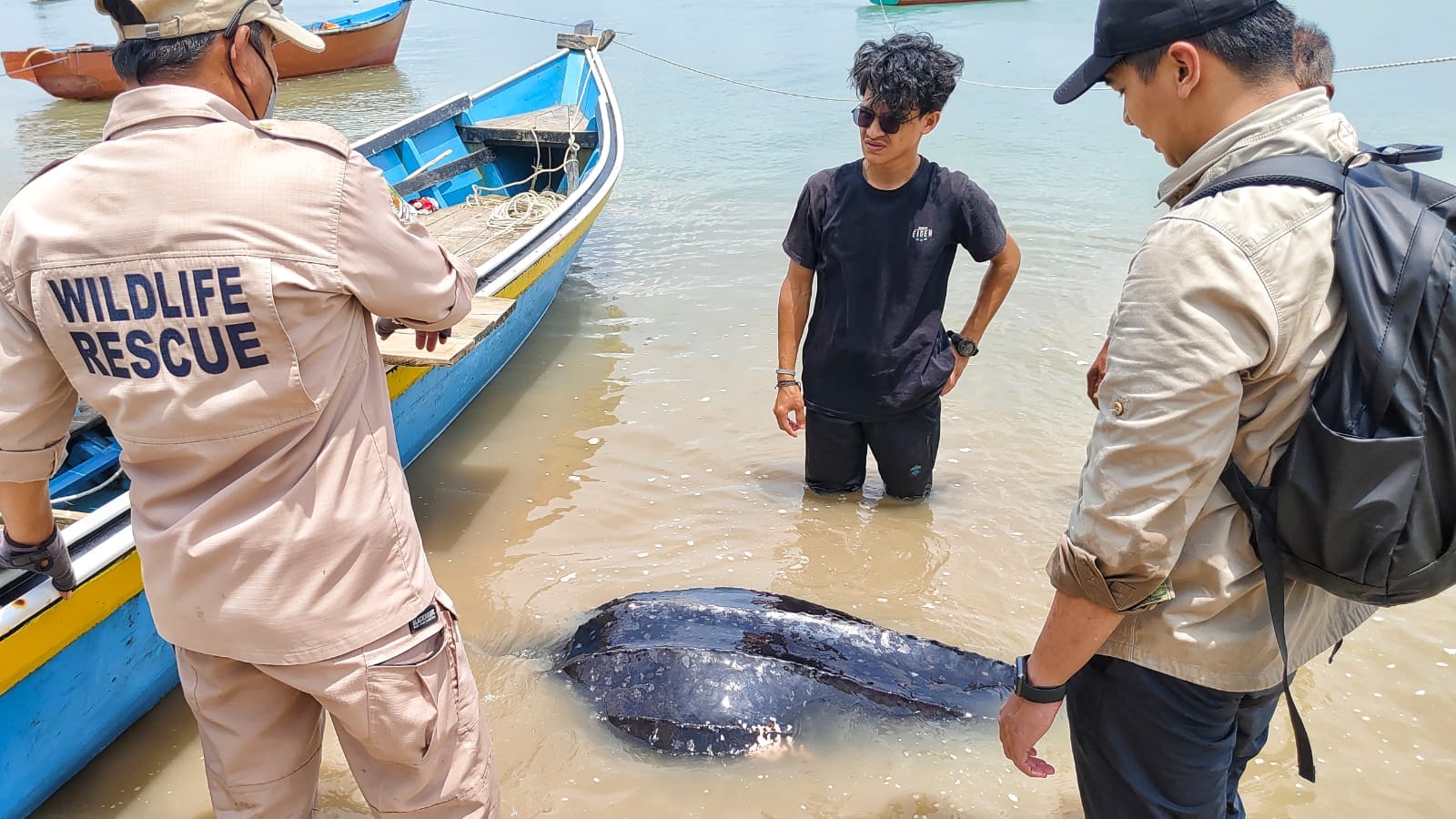 Petugas dari Kementerian Kelautan dan Perikanan (KKP) bersama Alobi Bangka Belitung (Babel) dan Dinas Kelautan dan Perikanan (DKP) Babar sedang memeriksa keadaan penyu belimbing. (Foto/Fierly)