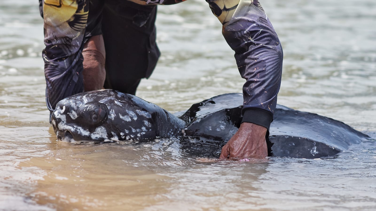 Albert bersama penyu malang rawatnya sesaat sebelum dilepasliarkan. (Foto/Fierly)