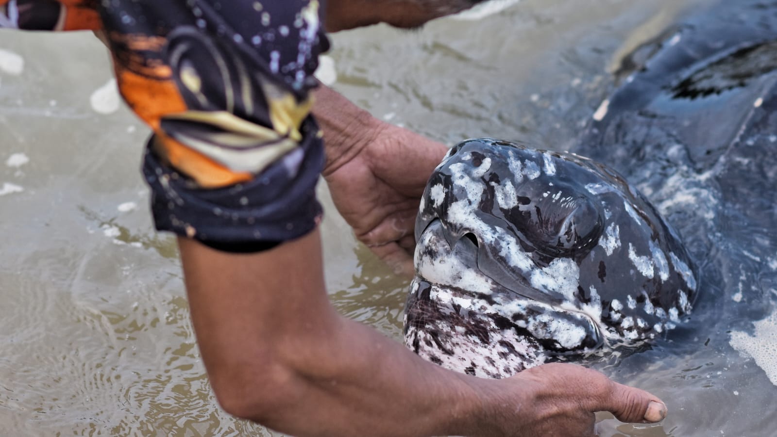 Meski hanya satu hari, namun kehangatan Albert dan penyu malang tersebut terlihat jelas. (Foto/Fierly)