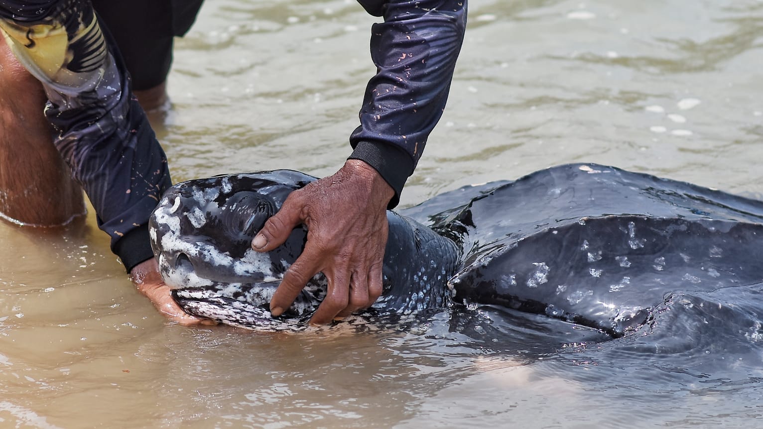 Albert sedang mengelus kepala penyu belimbing seolah memberi salam perpisahan.(Foto/Fierly)