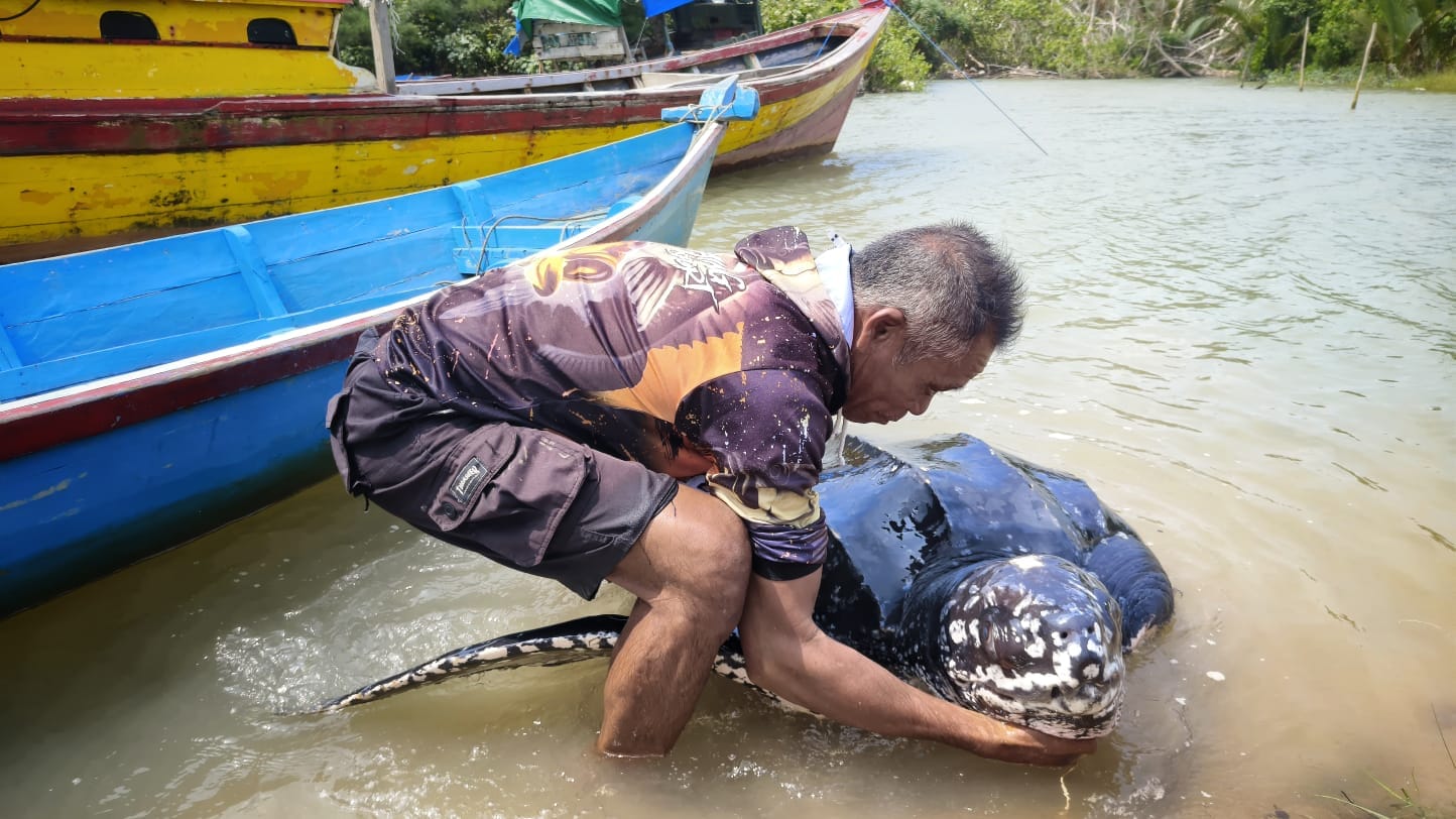 Penyu Belimbing tampak jinak ditangan Albert. (Foto/Fierly)