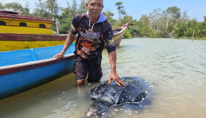 Berikut Kumpulan Foto Albert Bersama Penyu Malang Sebelum Dilepasliarkan