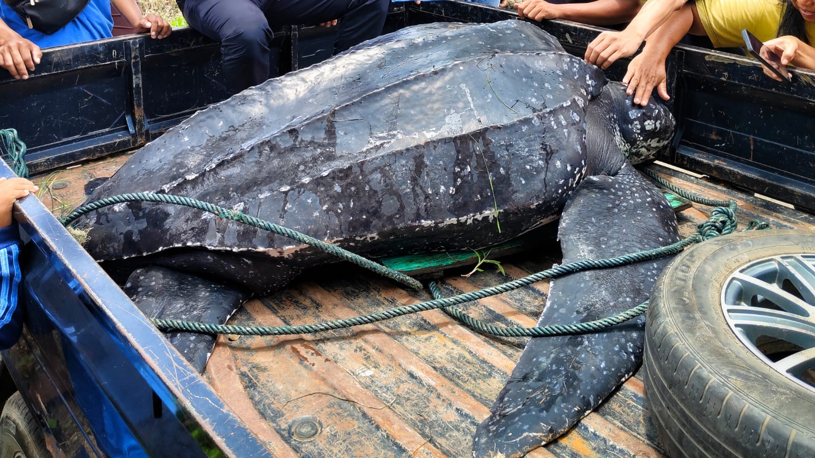 Penyu belimbing sesaat sebelum dibawa ke Pantai Batu Rakit guna dilepasliarkan. (Foto/Fierly).