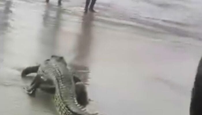 Sempat Bikin Resah, Buaya 3 Meter Ditangkap Warga Teluk Limau