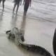 Tangkapan layar saat warga menangkap buaya di Pantai Pala, Teluk Limau, Kecamatan Parittiga.