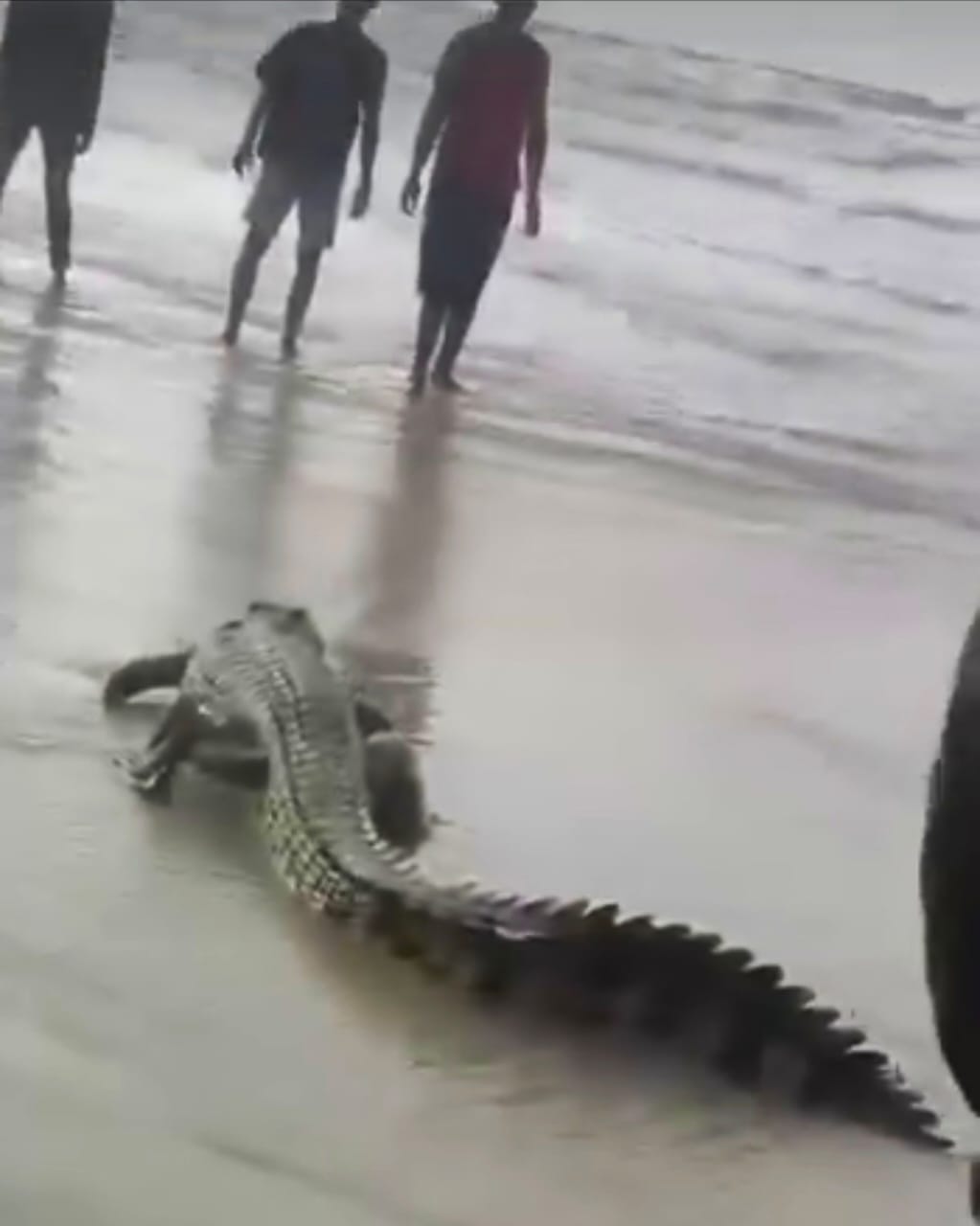 Tangkapan layar saat warga menangkap buaya di Pantai Pala, Teluk Limau, Kecamatan Parittiga.