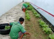 Manfaatkan Lahan Kosong, WBP Rutan Mentok Panen Sayur