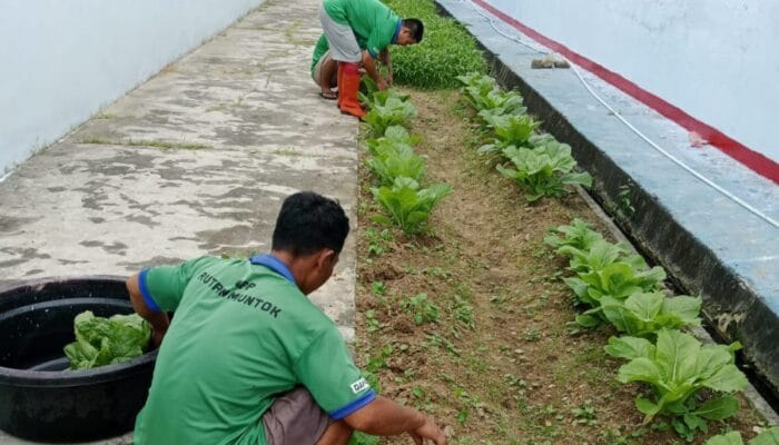 Manfaatkan Lahan Kosong, WBP Rutan Mentok Panen Sayur