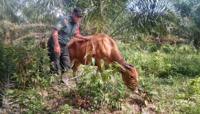 Cegah Ancaman Penyakit Lato-lato, Babinsa Jebus Kunjungi Peternakan Sapi Milik Warga