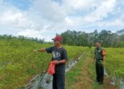 Sertu Solihin Datangi Kebun Cabe Desa Kapit, Dorong Warga Binaan Sukseskan Program Swasembada Pangan