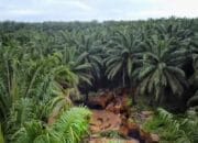 Tampak lubang hasil aktivitas penambangan diantara hamparan perkebunan sawit HGU milik PT. GSBL.