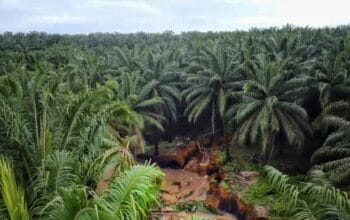 Tampak lubang hasil aktivitas penambangan diantara hamparan perkebunan sawit HGU milik PT. GSBL.