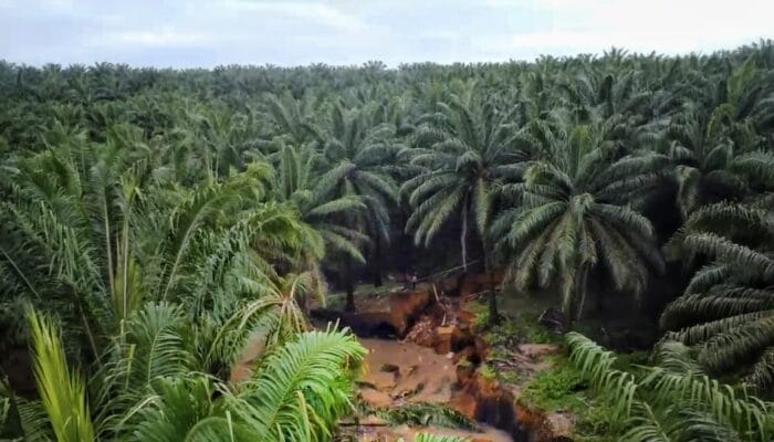 Pansus DPRD Babel Desak Penertiban IUP Perkebunan 