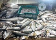 Pedagang Ikan Segar Pasar Mentok Keluhkan Sepi Pembeli