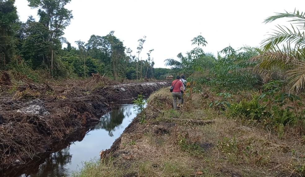 Lahan Perkebunan Kelapa Sawit di Desa Air Nyatoh
