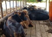 Jelang Idul Adha, Ketersediaan Hewan Kurban di Bangka Barat Tercukupi