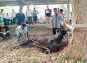 Iduladha 2024, Pemkab Babar Potong 14 Hewan Kurban