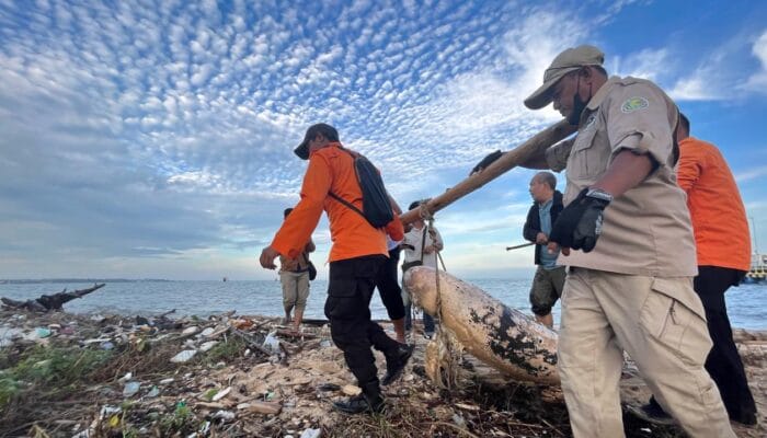 Hewan Langka yang Mati Terdampar di Dermaga Tanjung Kalian Akhirnya Dievakuasi