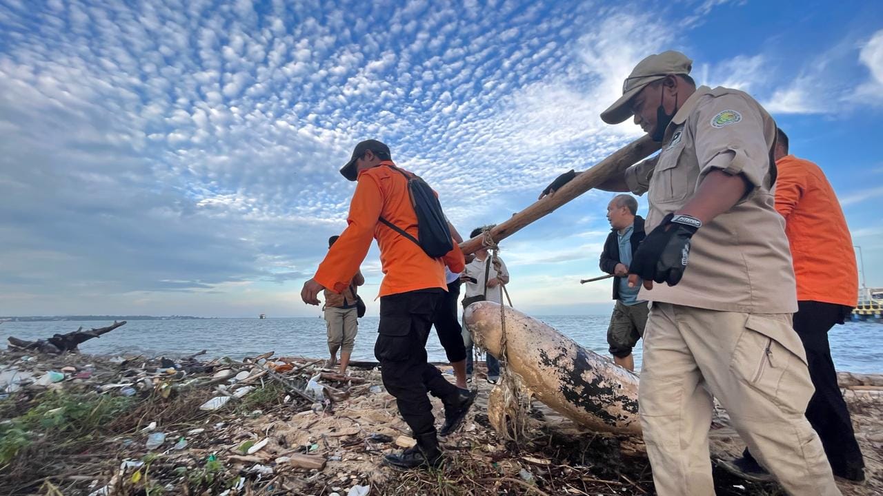 Seekor ikan pesut yang ditemukan mati terdampar di pinggir dermaga Pelabuhan Tanjung Kalian, Kecamatan Mentok, Kabupaten Bangka Barat, akhirnya dievakuasi, pada Kamis (1/8/2024) pagi.