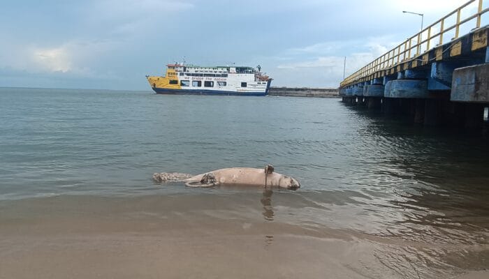 Bangkai Ikan Pesut Terdampar di Pelabuhan Tanjung Kalian
