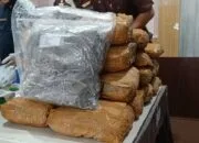 Kejari Babar Musnahkan Barang Bukti Inkrah, Ganja 22 Kilogram Dibakar