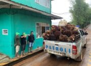 Polsek Tempilang Ringkus 2 Pelaku Pencurian Buah Kelapa Sawit PT. Sawindo Kencana