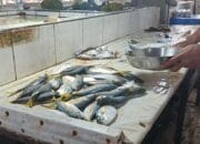 Stok Menipis, Harga Ikan di Pasar Mentok Melambung Tinggi