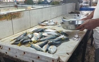 Stok ikan di Pasar Mentok. Foto: Sorotanbangka/Barong.