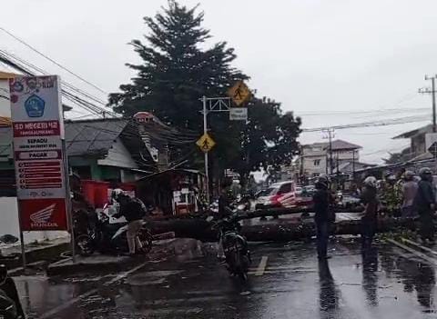 Pohon tumbang di Pangkalpinang. Foto: Istimewa.
