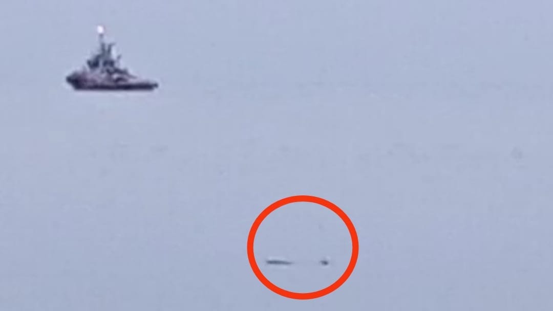 Buaya yang muncul di Pantai Batu Rakit. Foto: Istimewa.