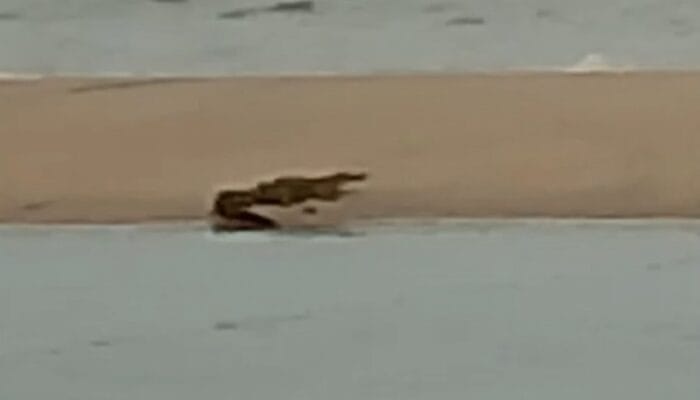 Warga Mentok Kembali Dihebohkan Kemunculan Buaya di Pinggir Pantai