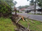 Pengendara Motor di Mentok Dilarikan ke Rumah Sakit Tertimpa Pohon Tumbang