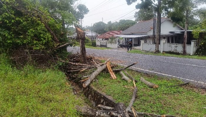 Pengendara Motor di Mentok Dilarikan ke Rumah Sakit Tertimpa Pohon Tumbang