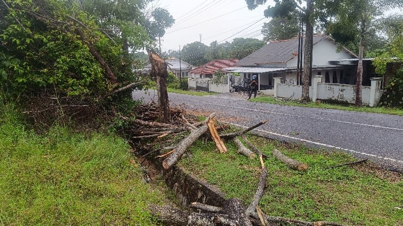 Pohon roboh di Mentok. Foto: Sorotanbangka / RR.