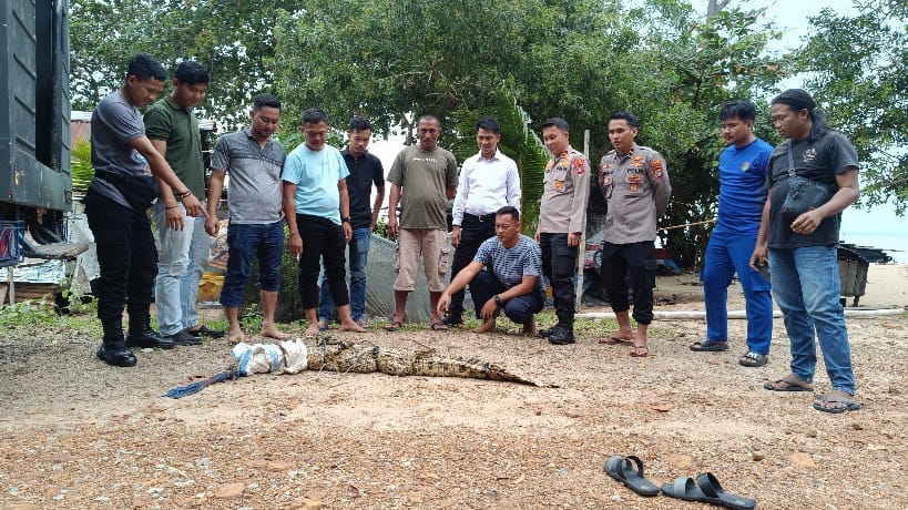 Masyarakat dan Petugas tangkap buaya di Pantai Tembelok, Kelurahan Tanjung, Kecamatan Mentok, Senin (14/1/2025). (Foto : Sorotanbangka.com)