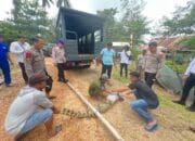 Buaya yang Ditangkap di Pantai Tembelok Dibawa ke Mako Satpolairud Polres Bangka Barat