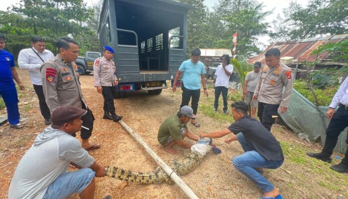 Buaya yang Ditangkap di Pantai Tembelok Dibawa ke Mako Satpolairud Polres Bangka Barat