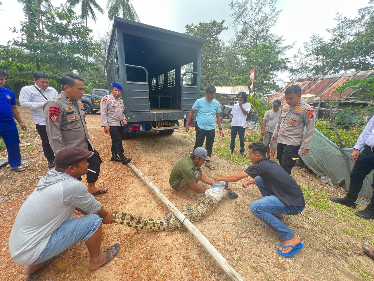 Masyarakat dan Petugas tangkap buaya di Pantai Tembelok, Kelurahan Tanjung, Kecamatan Mentok, Senin (14/1/2025). Dibawa ke Mako Satpolair Polres Bangka Barat. (Foto : Sorotanbangka.com)