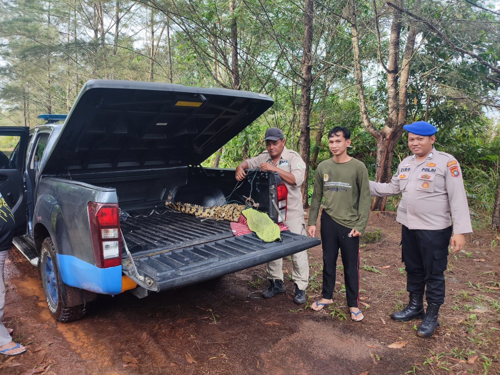 Buaya yang Ditangkap di Pantai Tembelok Sudah Diserahkan ke PPS Alobi Babel. Hal itu diserahkan langsung oleh anggota Satpolairud Polres. Foto: Istimewa.