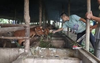 1.800 ekor sapi di Bangka Barat bebas PMK. Foto: Sorotanbangka.