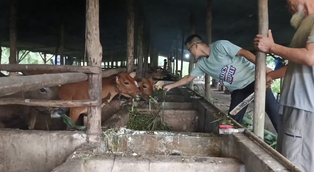 1.800 ekor sapi di Bangka Barat bebas PMK. Foto: Sorotanbangka.