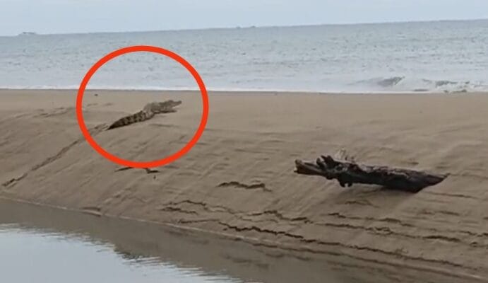 Kemunculan Buaya di Pantai Kuala Cine Gegerkan Warga Mentok Bangka Barat
