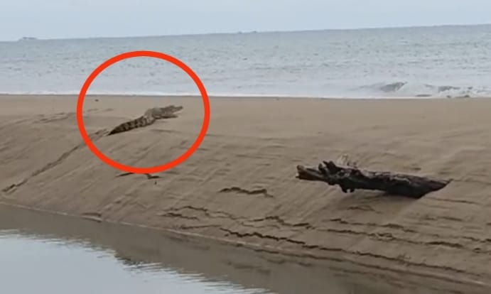 Buaya yang ada di pesisir Pantai Kuala Cine. Foto: Sorotanbangka.